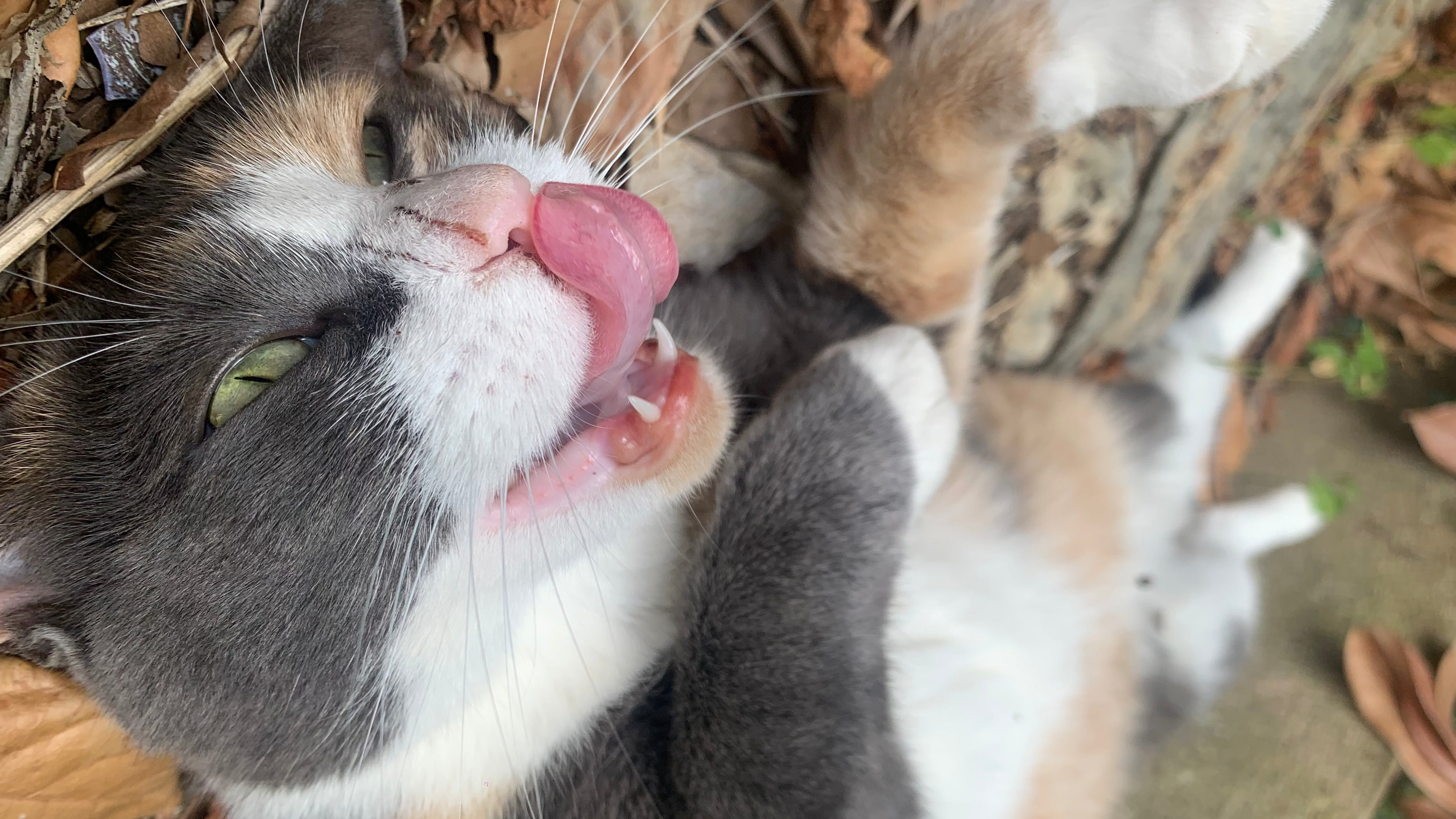 Photo de Radja, l'icône chat de la marque