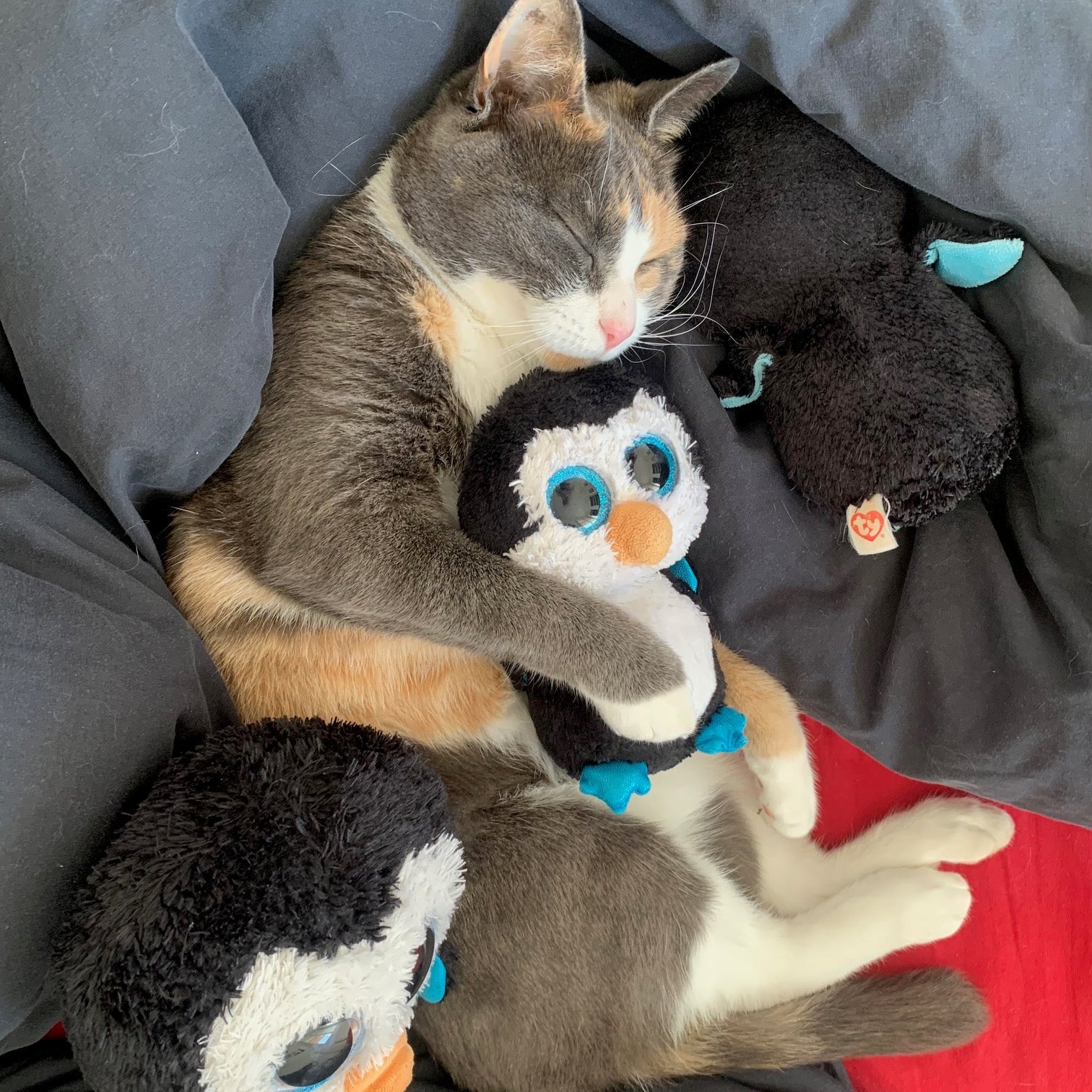 Photo de Radja qui dort avec ses peluches